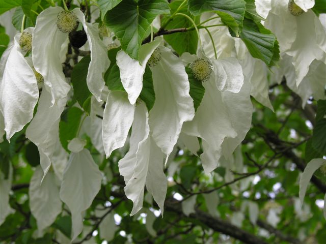 Handkerchief tree